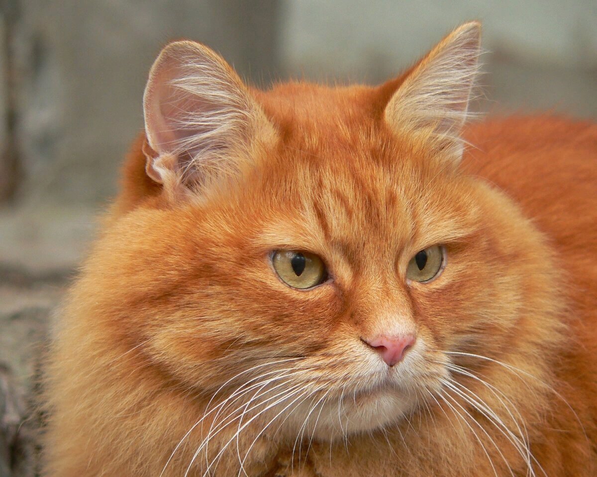 Европейская короткошерстная табби рыжий