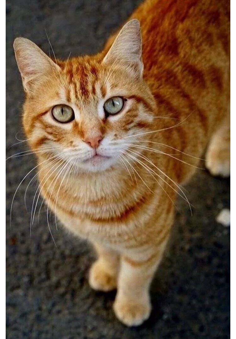 Сомалийская кошка рыжая