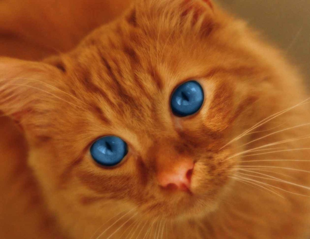 Красный табби Ван экзот