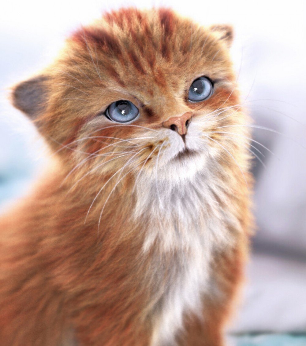 Вислоухий рыжий Ориентал