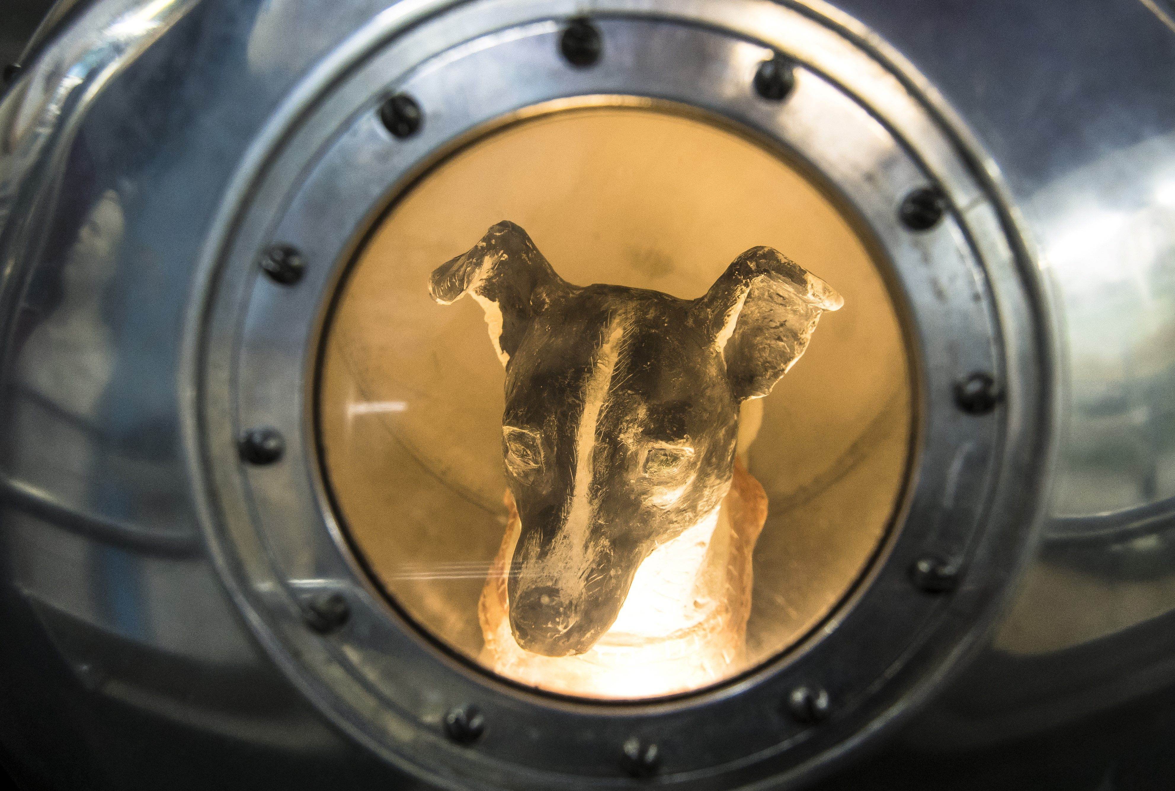 Какая собака была первая в космосе. Собака лайка 1957. Первая собака в космосе лайка. Лайка космонавт. Собака лайка на спутнике 2.