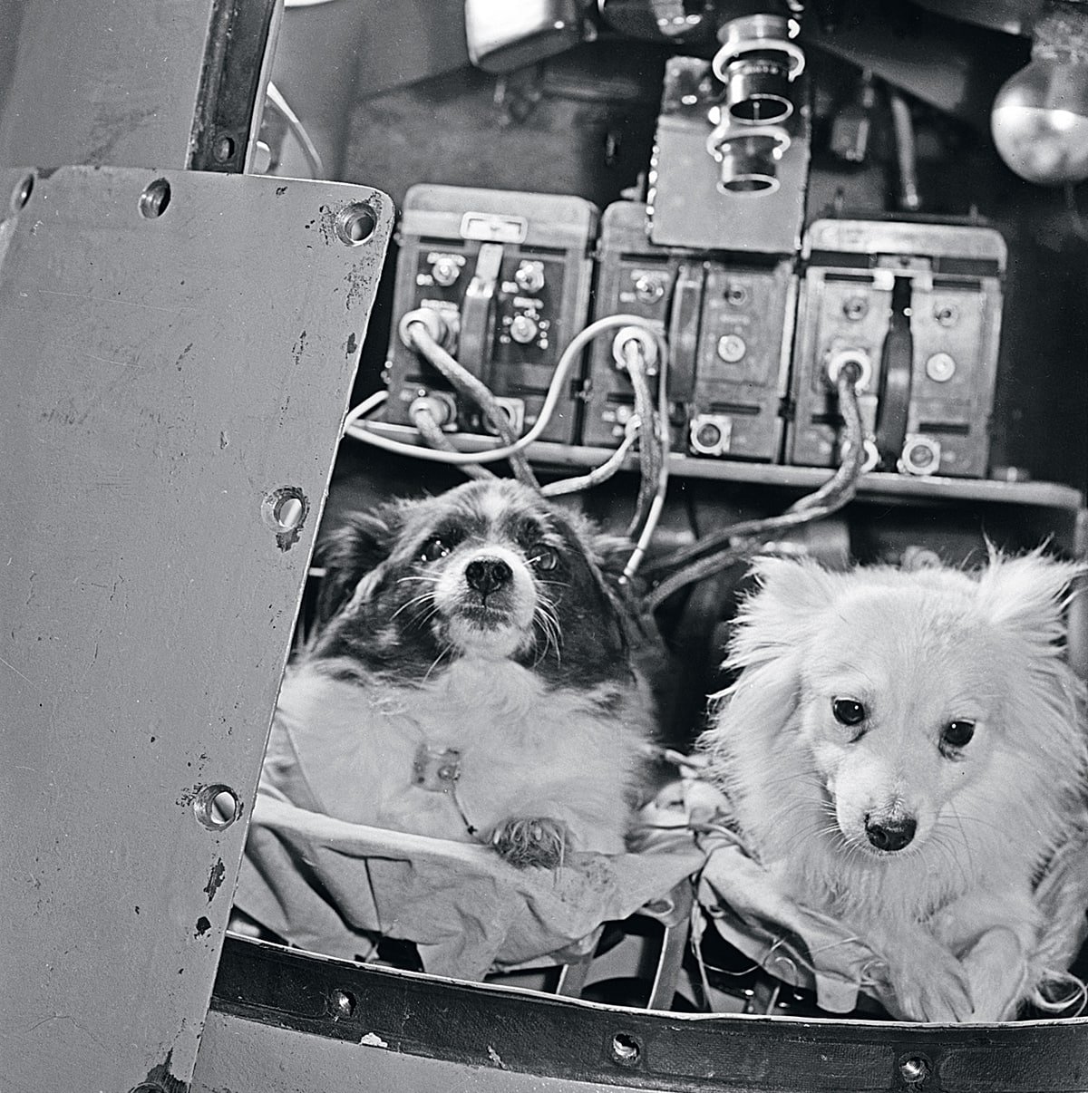 Какие собаки были в космосе первыми