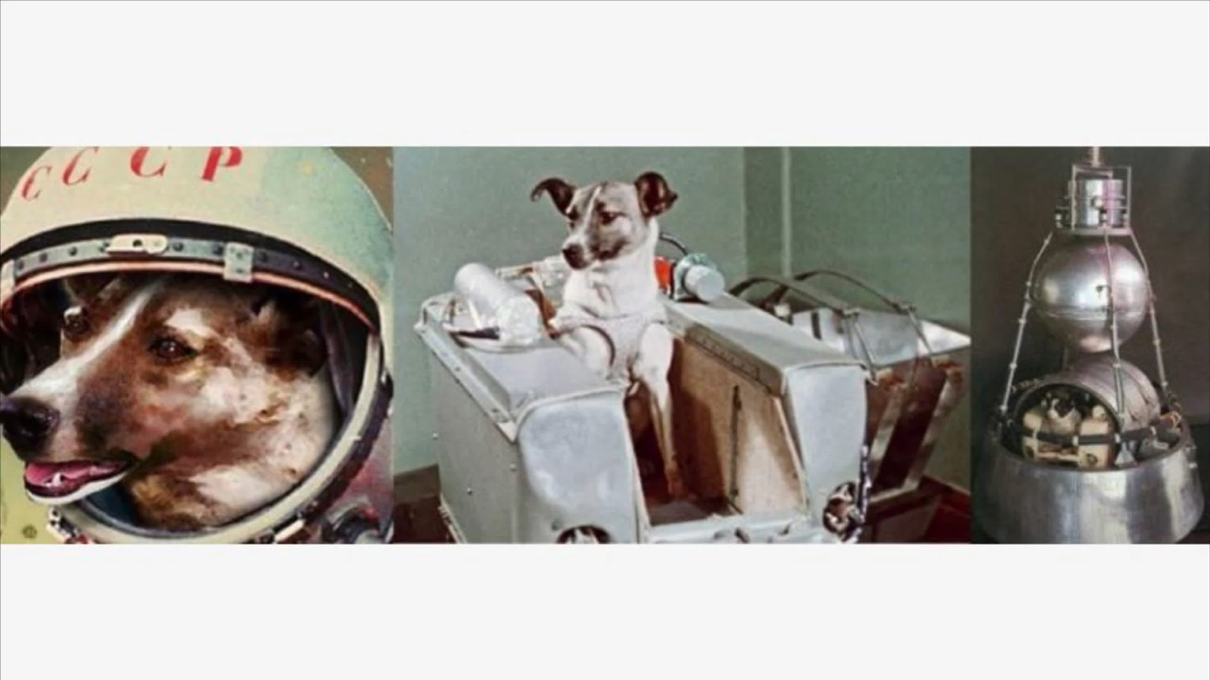 Лайка 1 собака в космосе. Первая собака космонавт лайка. Лайка 1957. Собака лайка в космосе 1957. Собачка лайка в 1957 году на космическом аппарате Спутник 2.