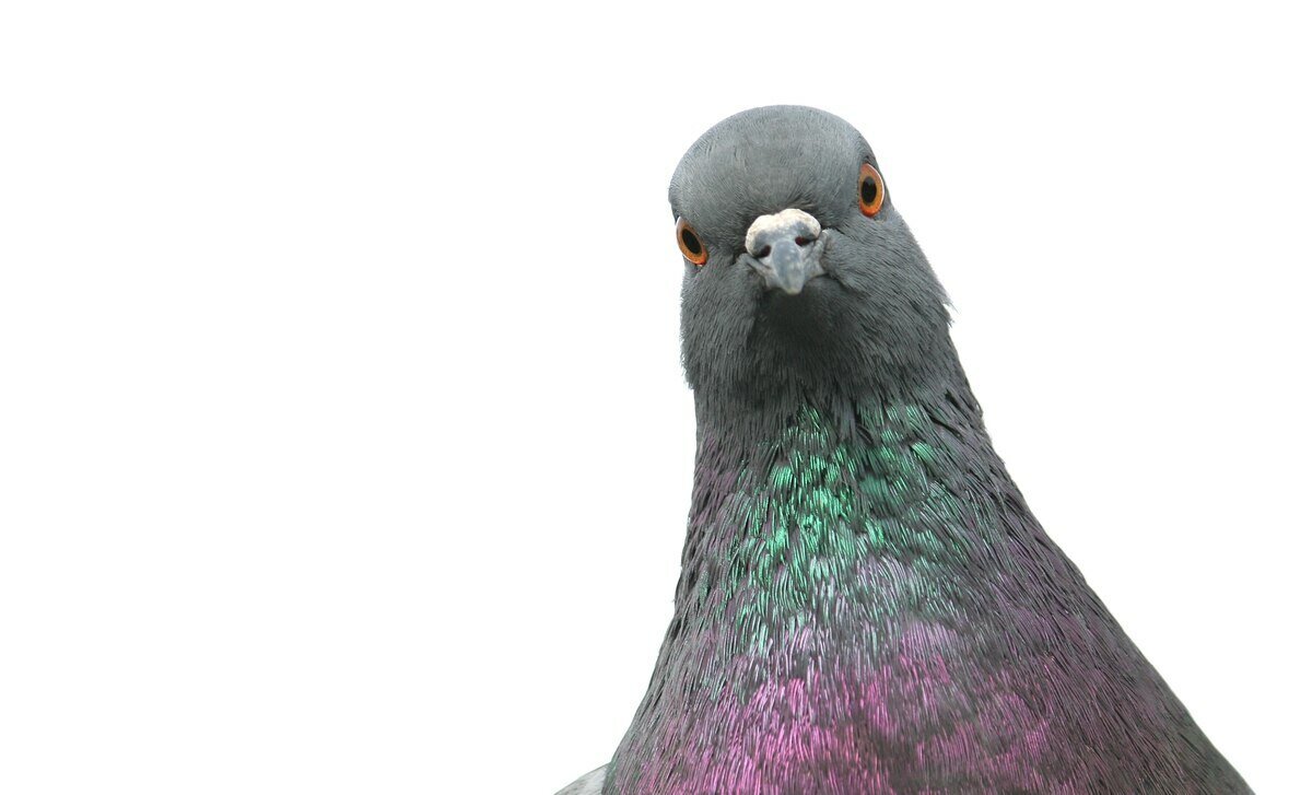 Лицо голубя
