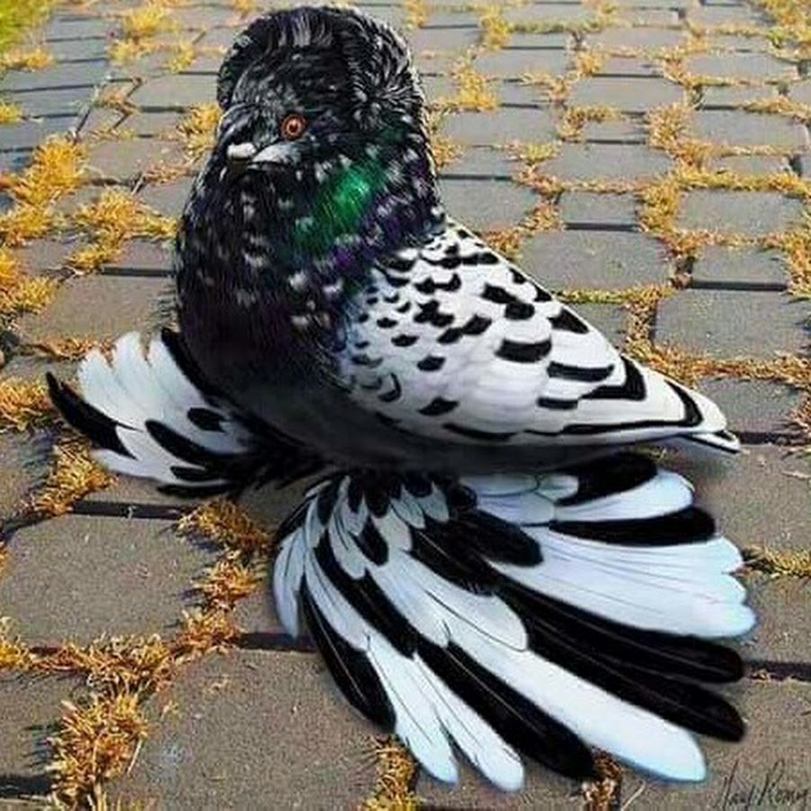 Сизый голубь пятнистый