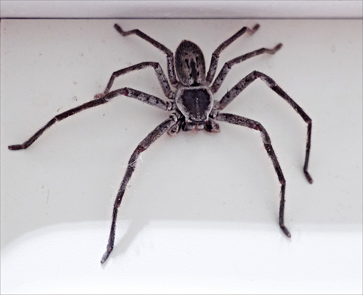 Черный паук с белыми точками на спине