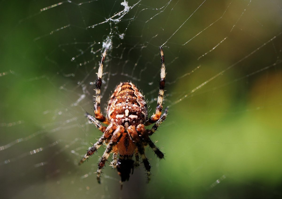 Паук волк с паучатами на спине