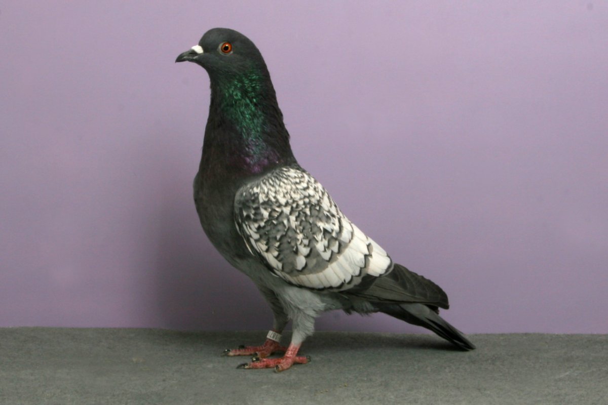 Гули Гули голуби