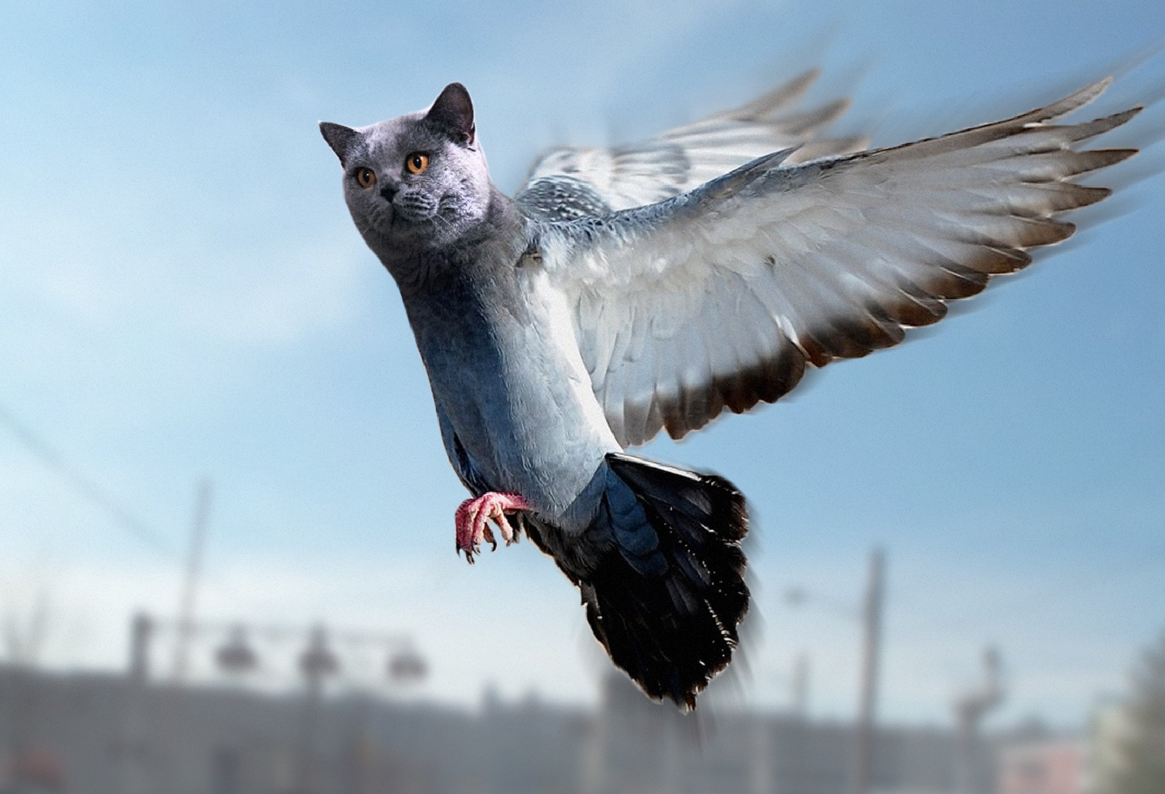 Кошка среди голубей ханкай. Кошка и голубь. Летающая кошка. Пернатый кот. Голубь с головой кота.