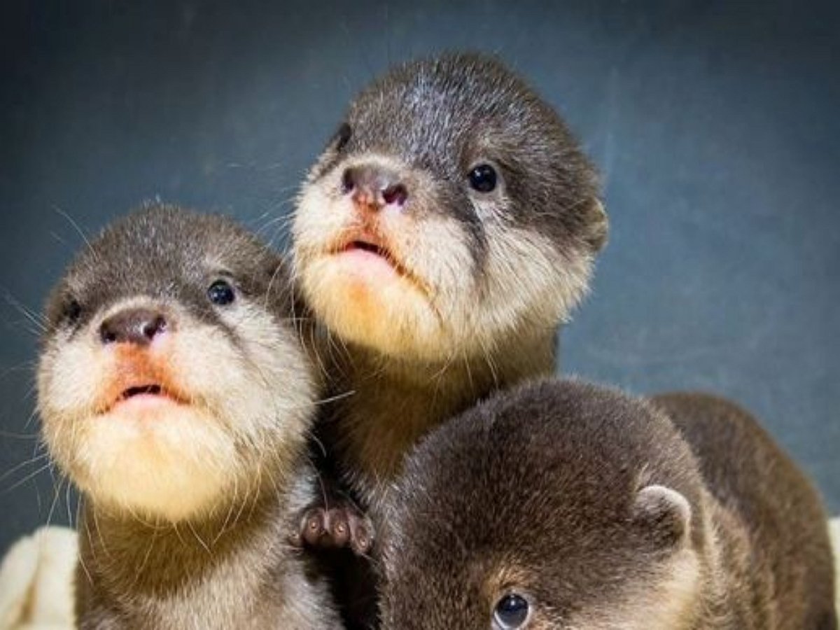 Австралийская выдра