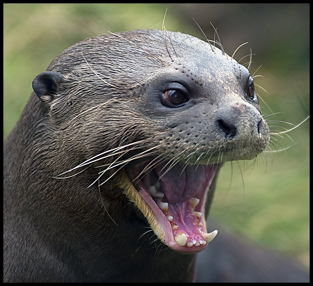 Выдра Lutra Lutra Linnaeus