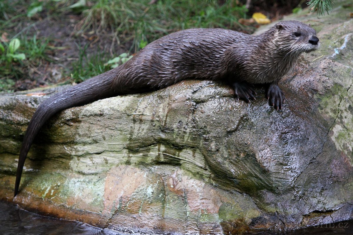 Кавказская Речная выдра