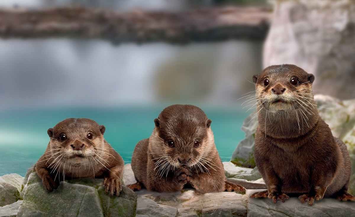 Три выдры