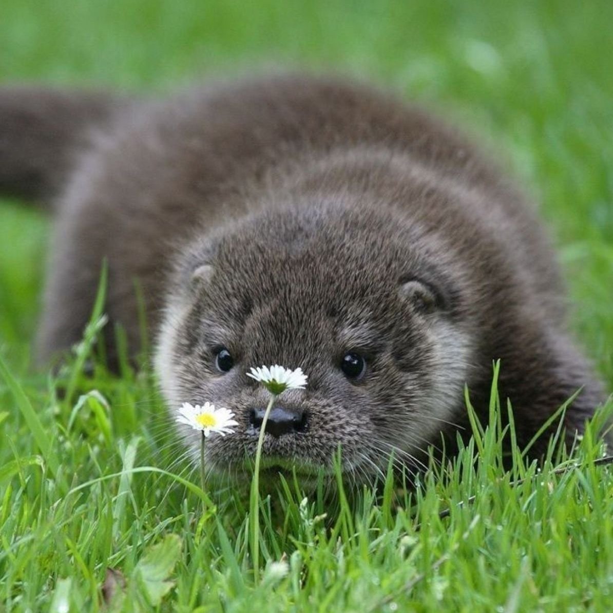 Азиатская бескоготная выдра