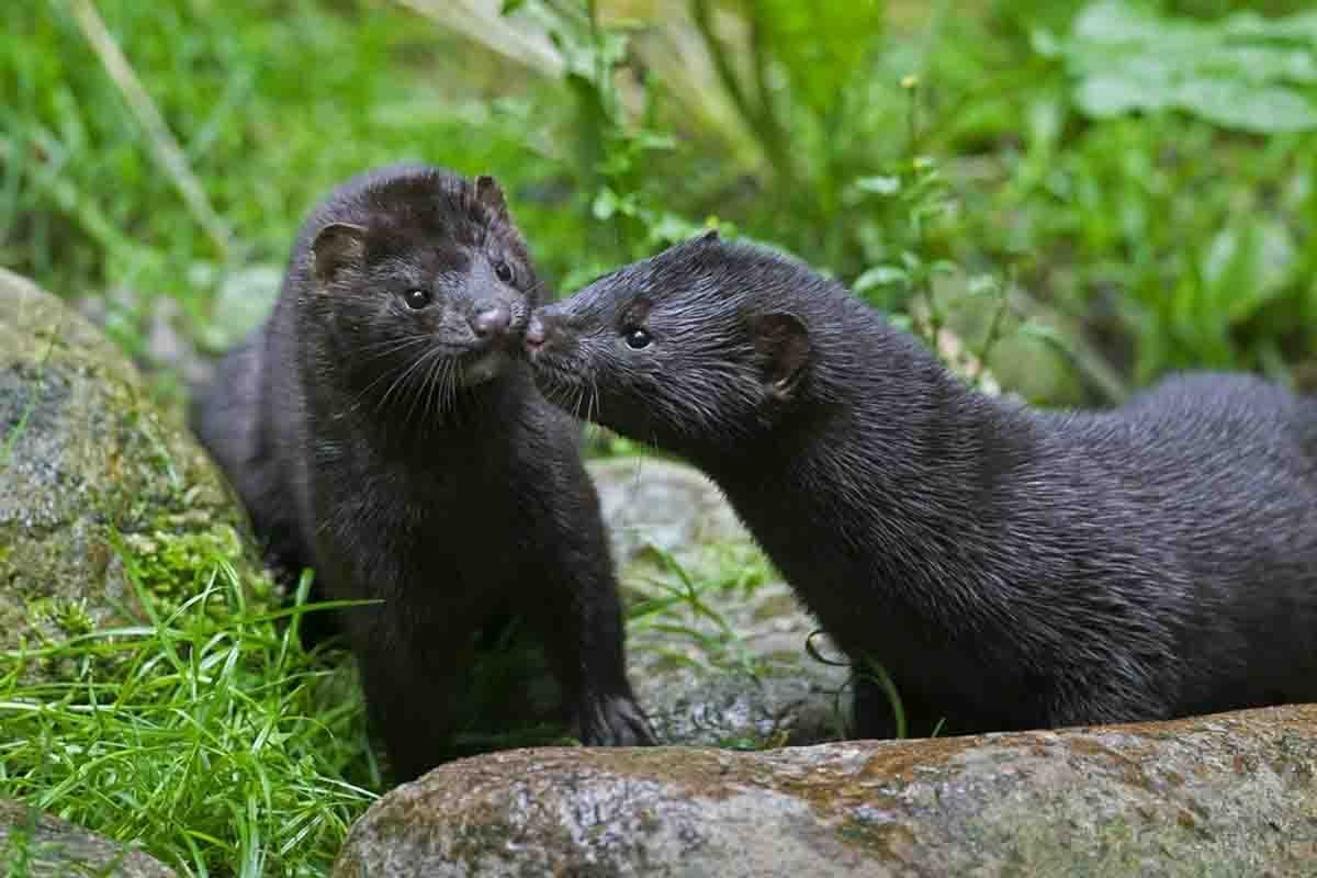 Среднеазиатская выдра