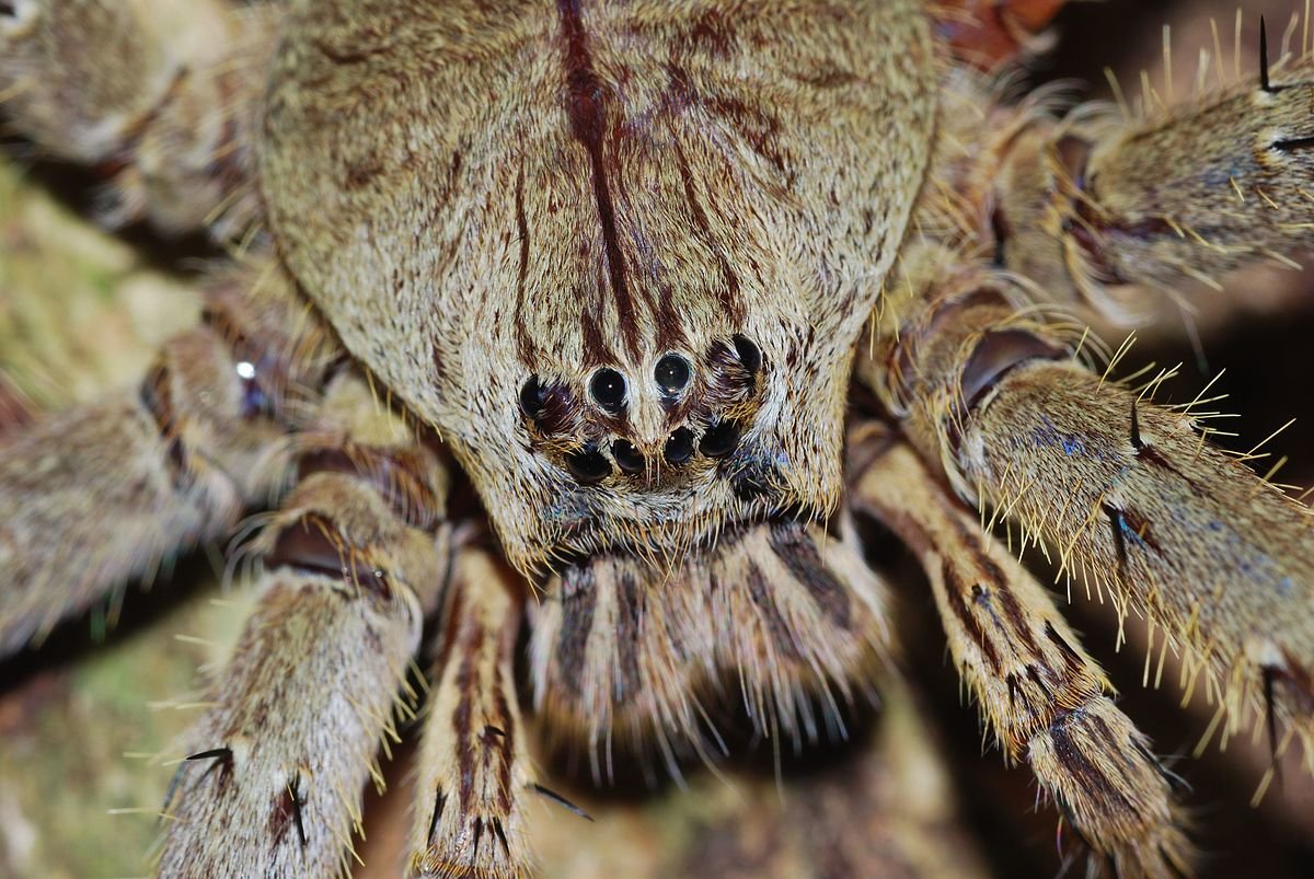 Паук-охотник (Sparassidae)