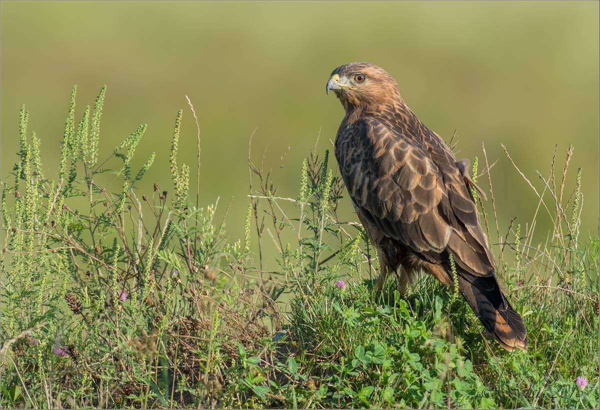 Лунь канюк тетеревятник