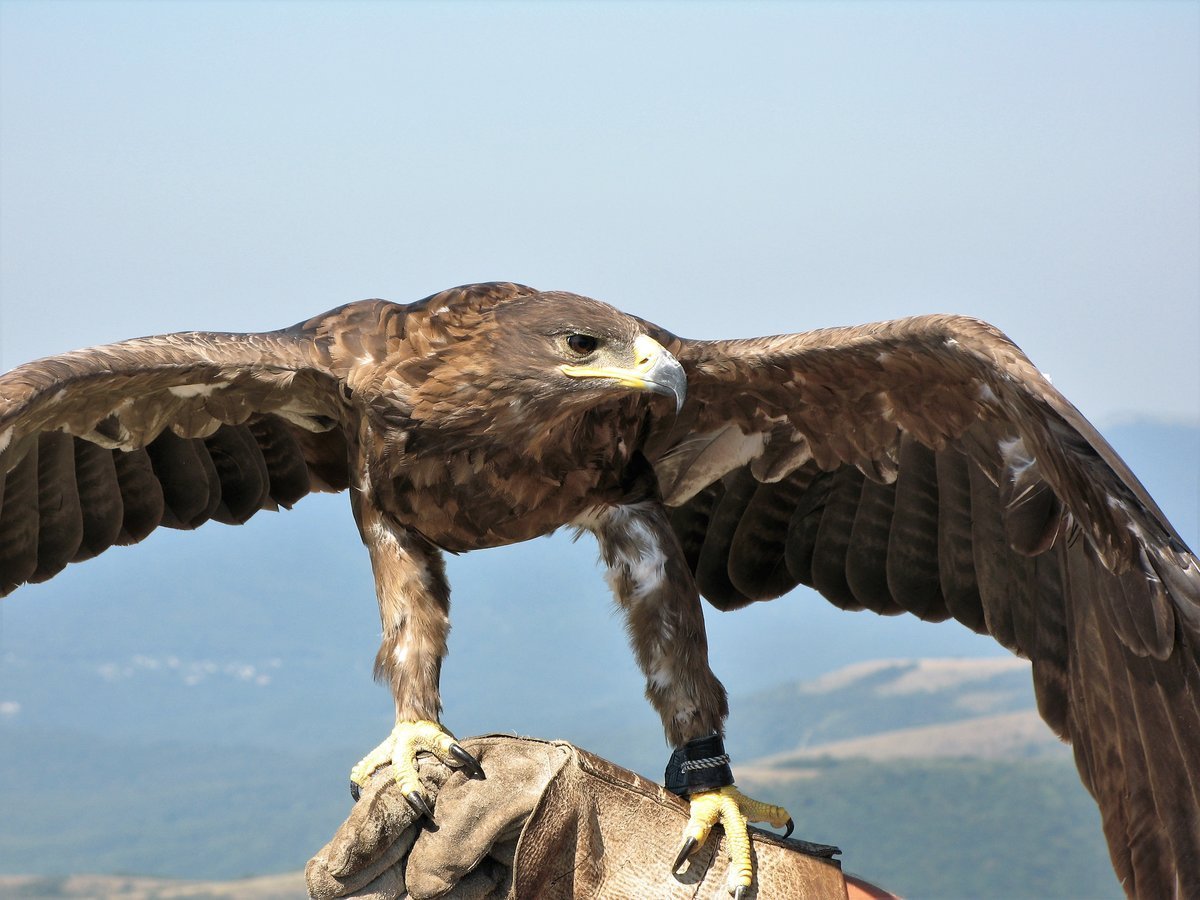 Беркут Памира