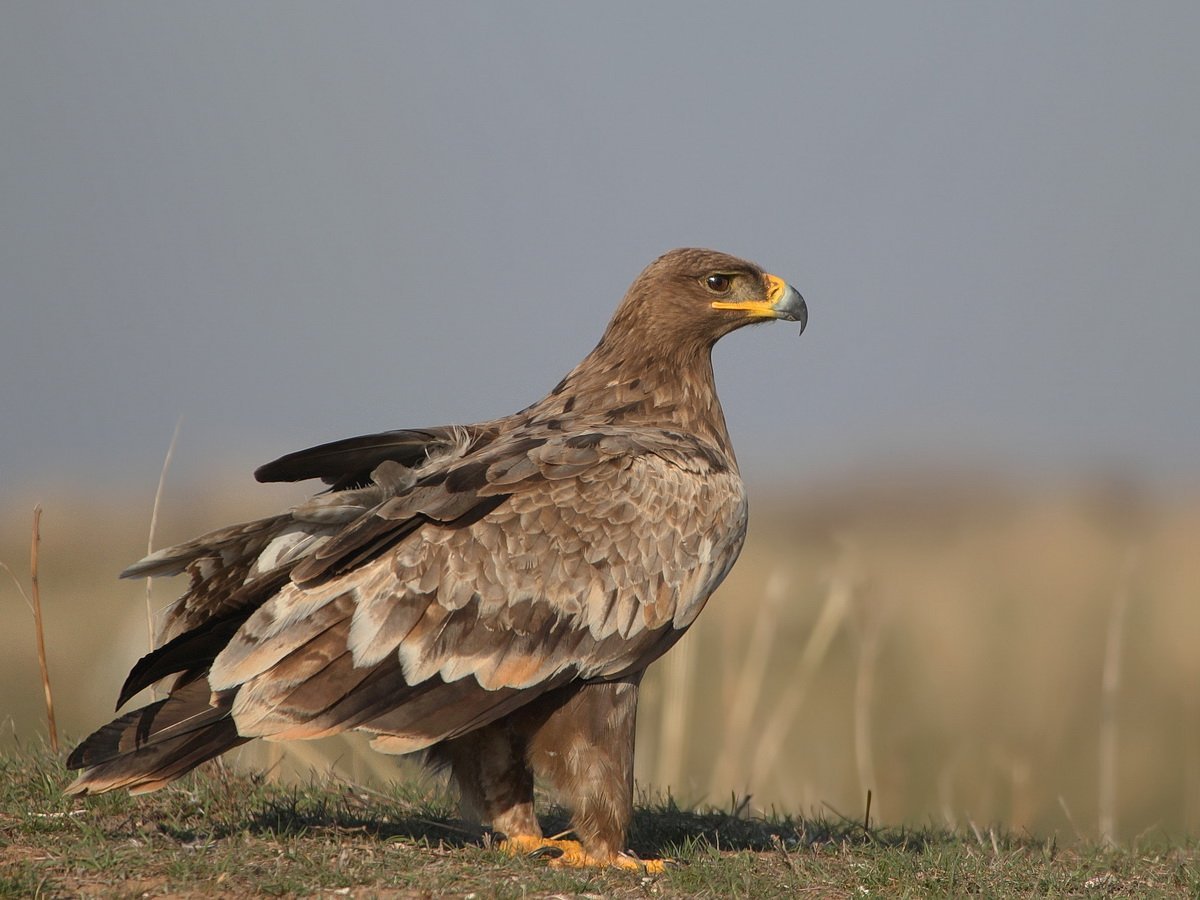 Степной орёл (Aquila nipalensis