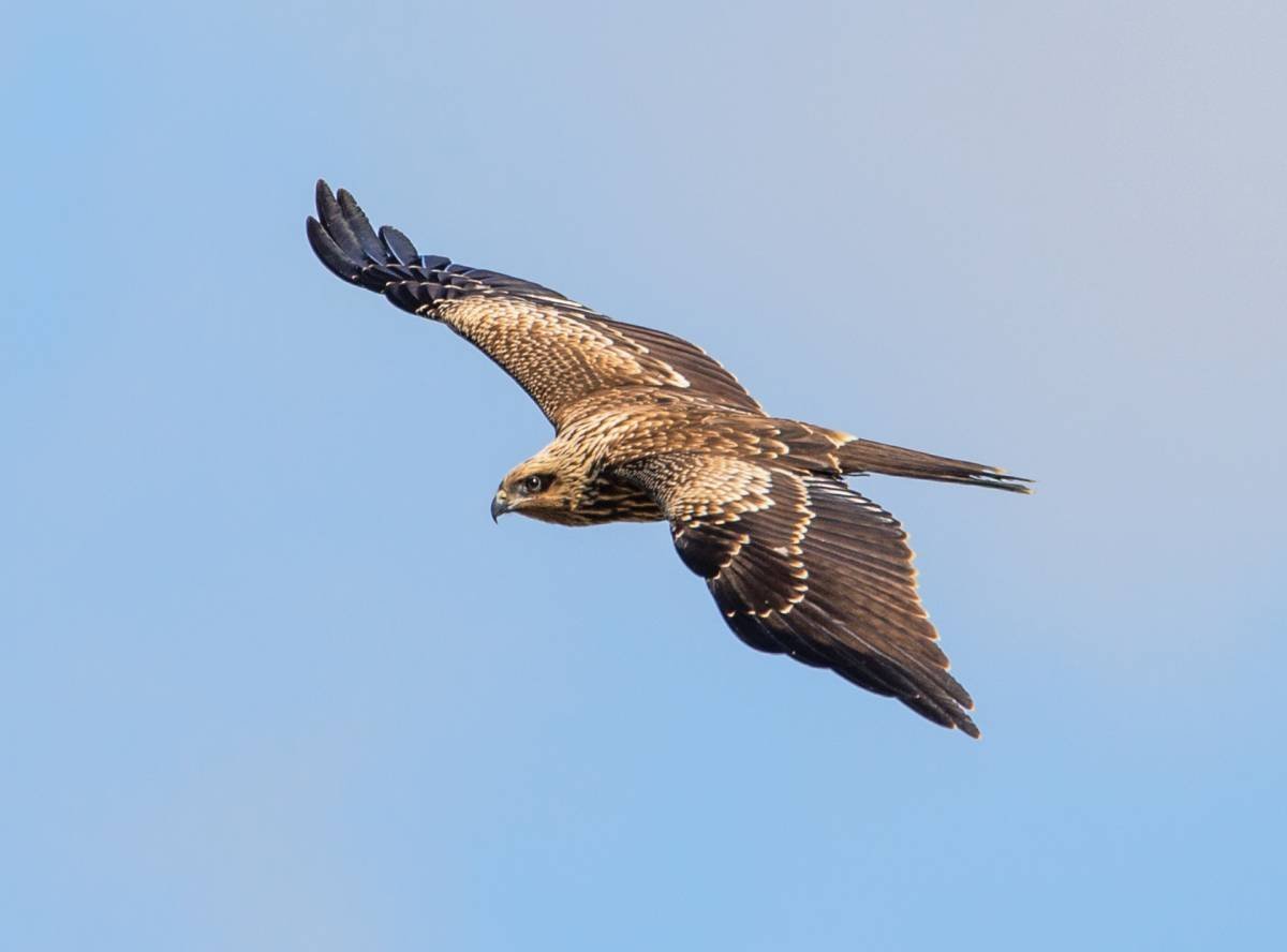 Коршун-Свистун (Haliastur sphenurus)