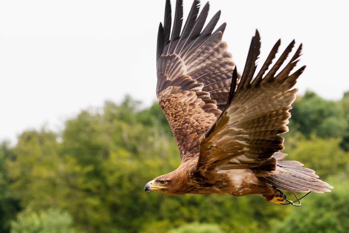 Беркут Халзан