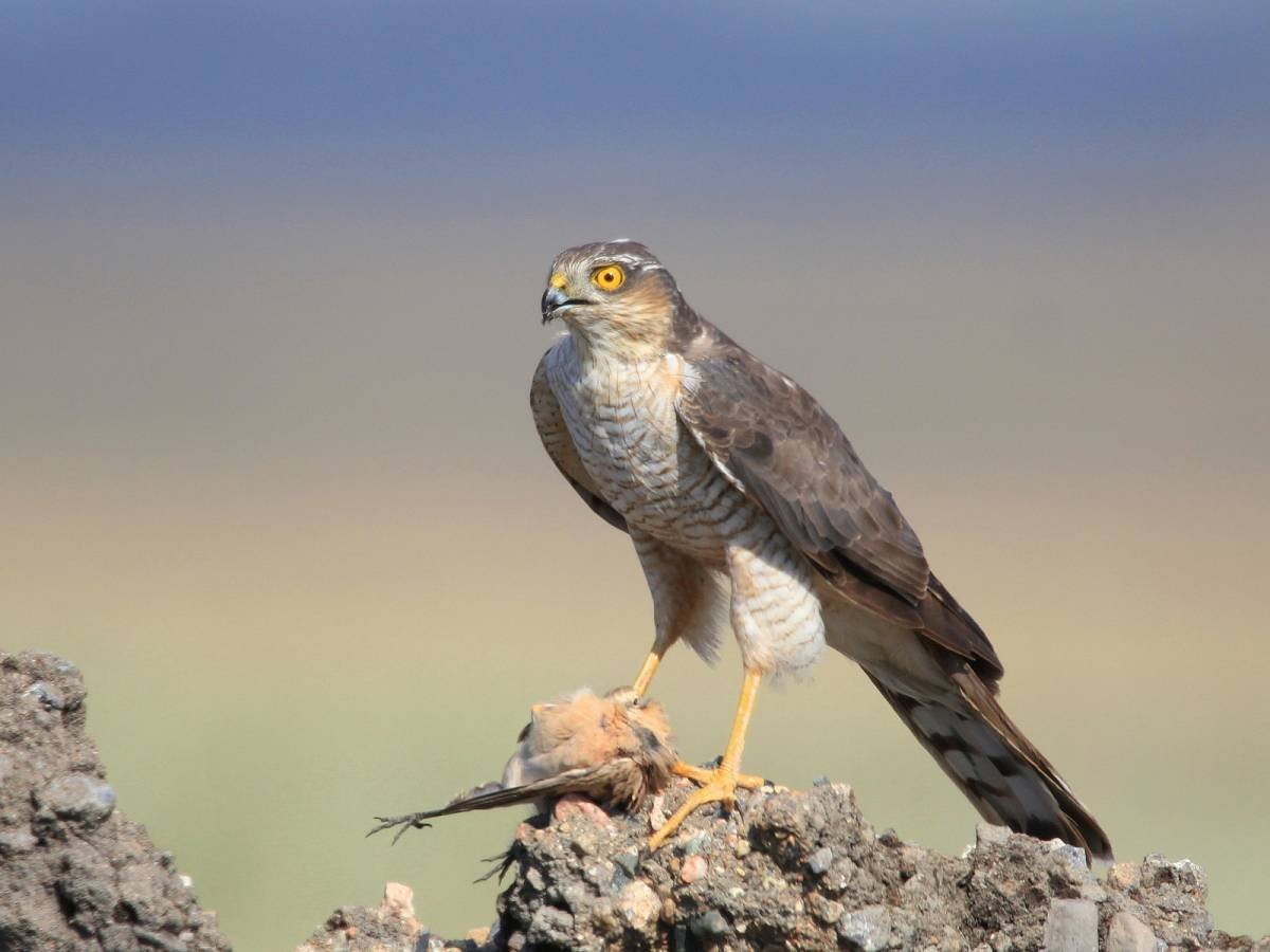 Ястреб-перепелятник с добычей