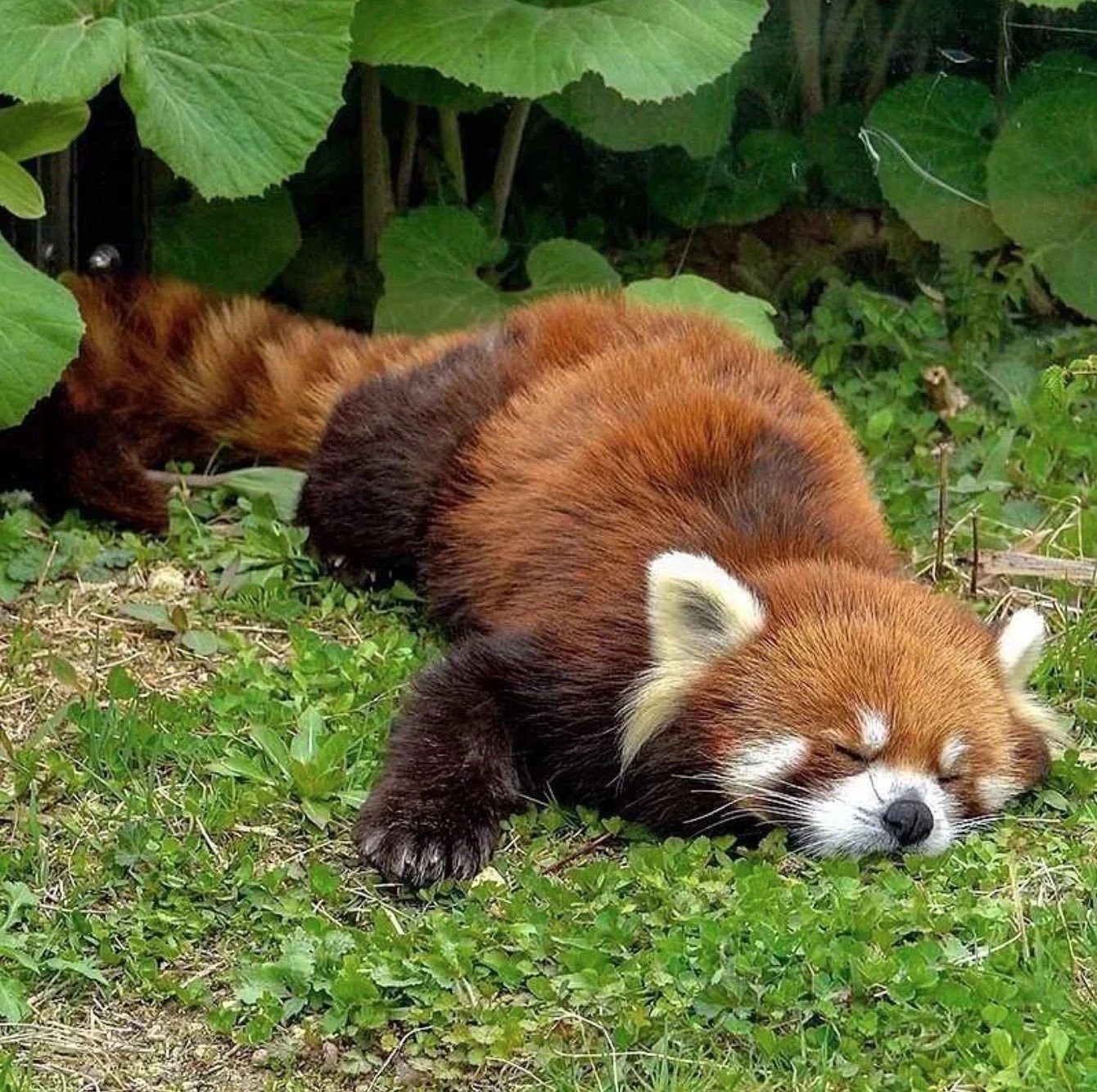 Малая панда чем питается. Красная енотовидная Панда. Малая (красная, рыжая, енотовидная) Панда. Гималайская красная Панда. Китайская красная Панда.
