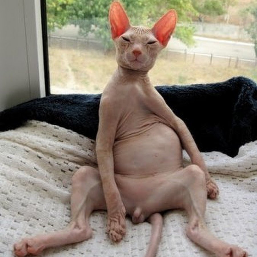 Лысая кошка сфинкс