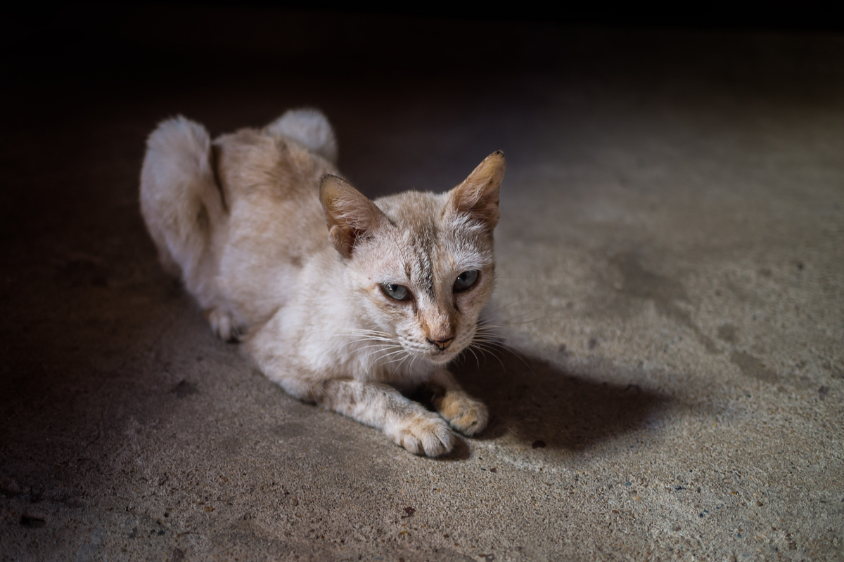 Худая кошка