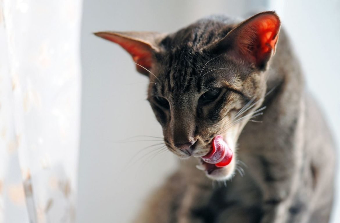 Худая кошка