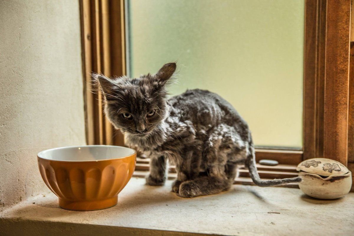 Котенок маленький голодный