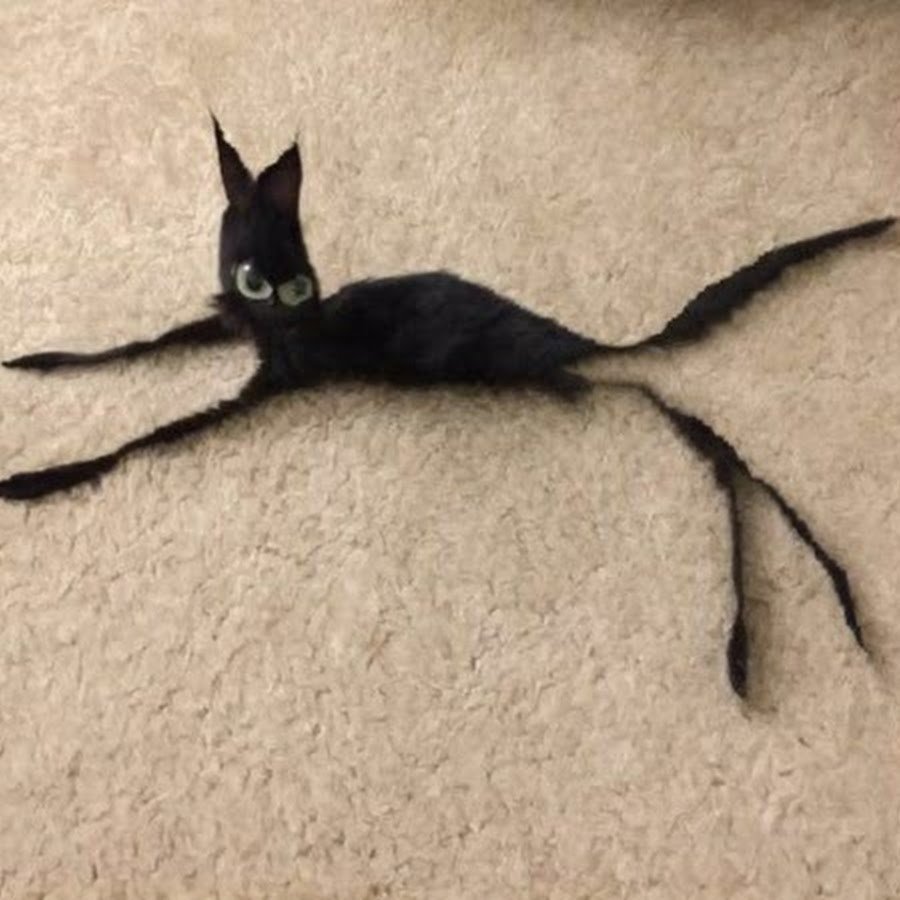 Худой кот Мем