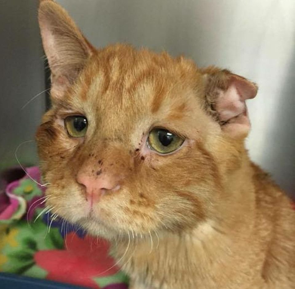 Некрасивый рыжий кот