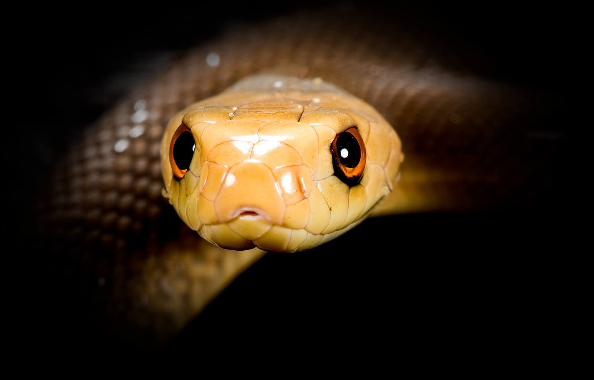 Тайпан глаза изумруды песня. Змея Прибрежный Тайпан. Тайпан Маккоя змея. Новогвинейский Тайпан. Самая ядовитая змея в мире Тайпан.