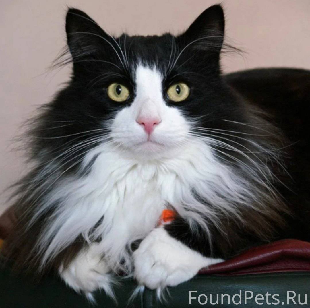 Норвежская Лесная черно-белый биколор