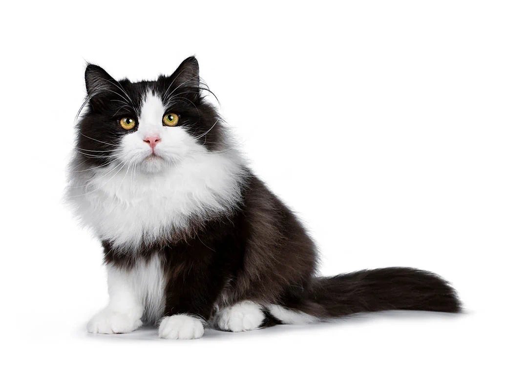 Морды норвежских лесных кошек