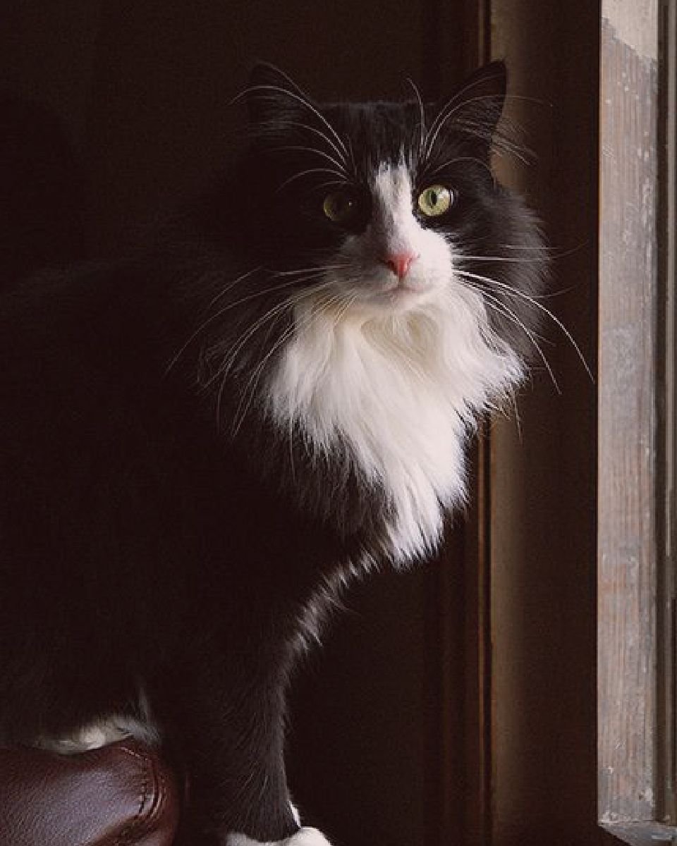 Норвежская Лесная биколор