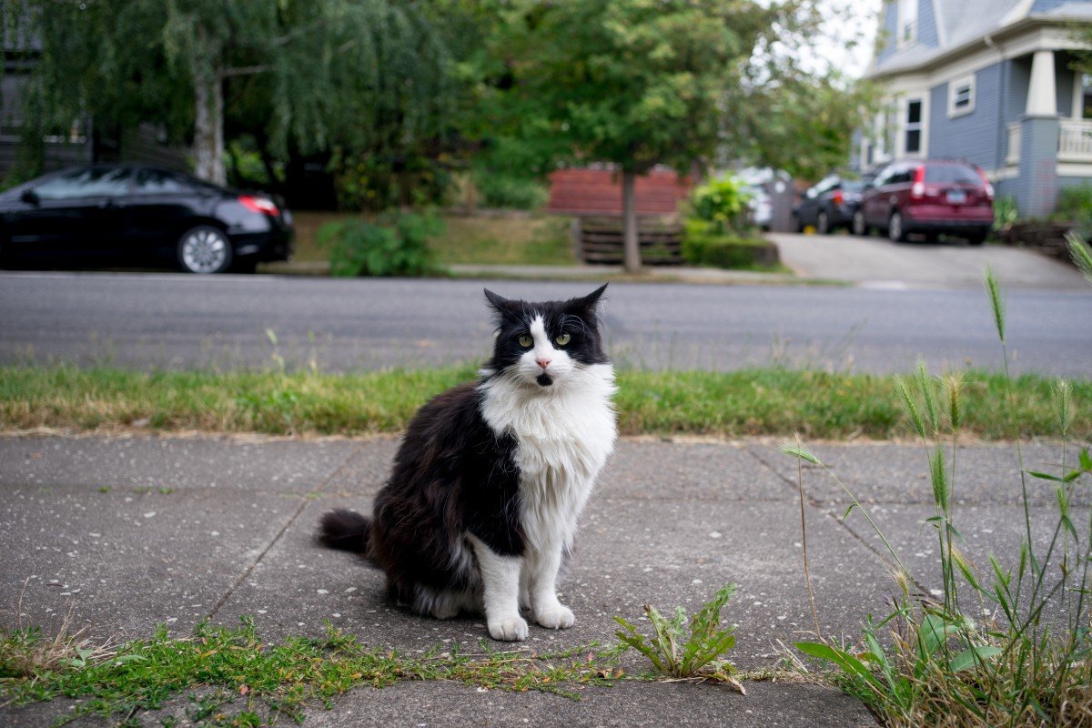 Норвежская Лесная кошка скоггкэт