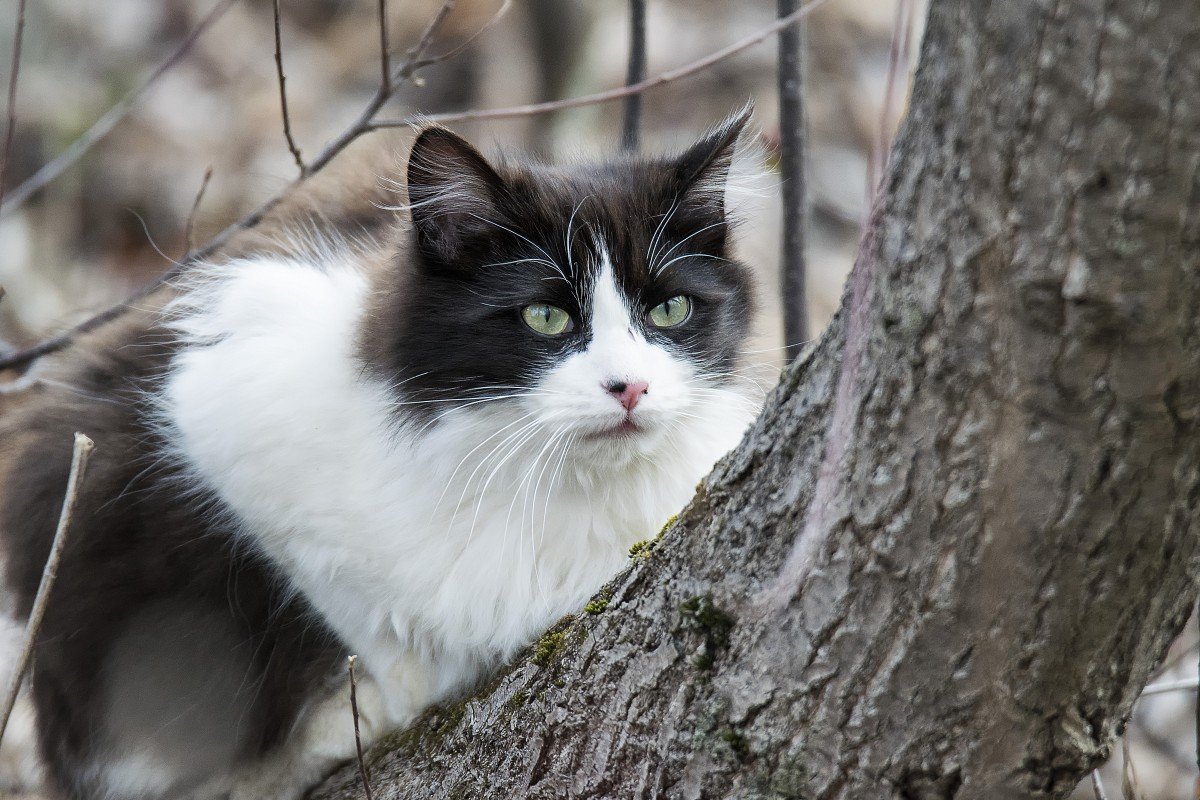 Норвежская Лесная биколор