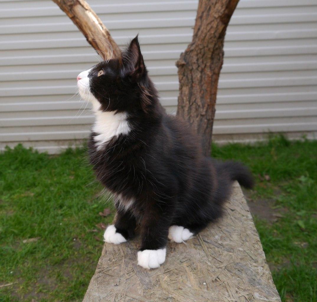 Норвежский Лесной кот белый