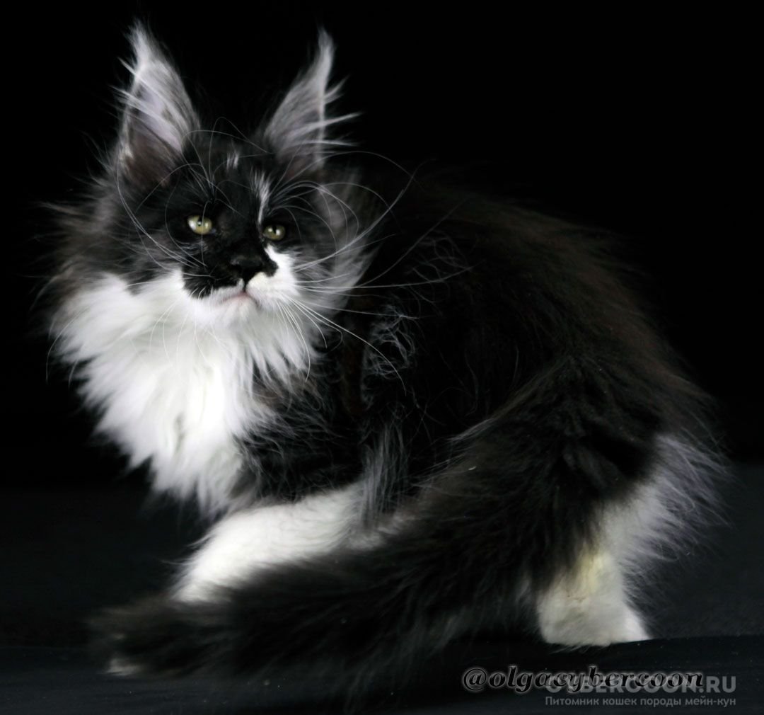 Норвежская длинношерстная Лесная кошка чёрная