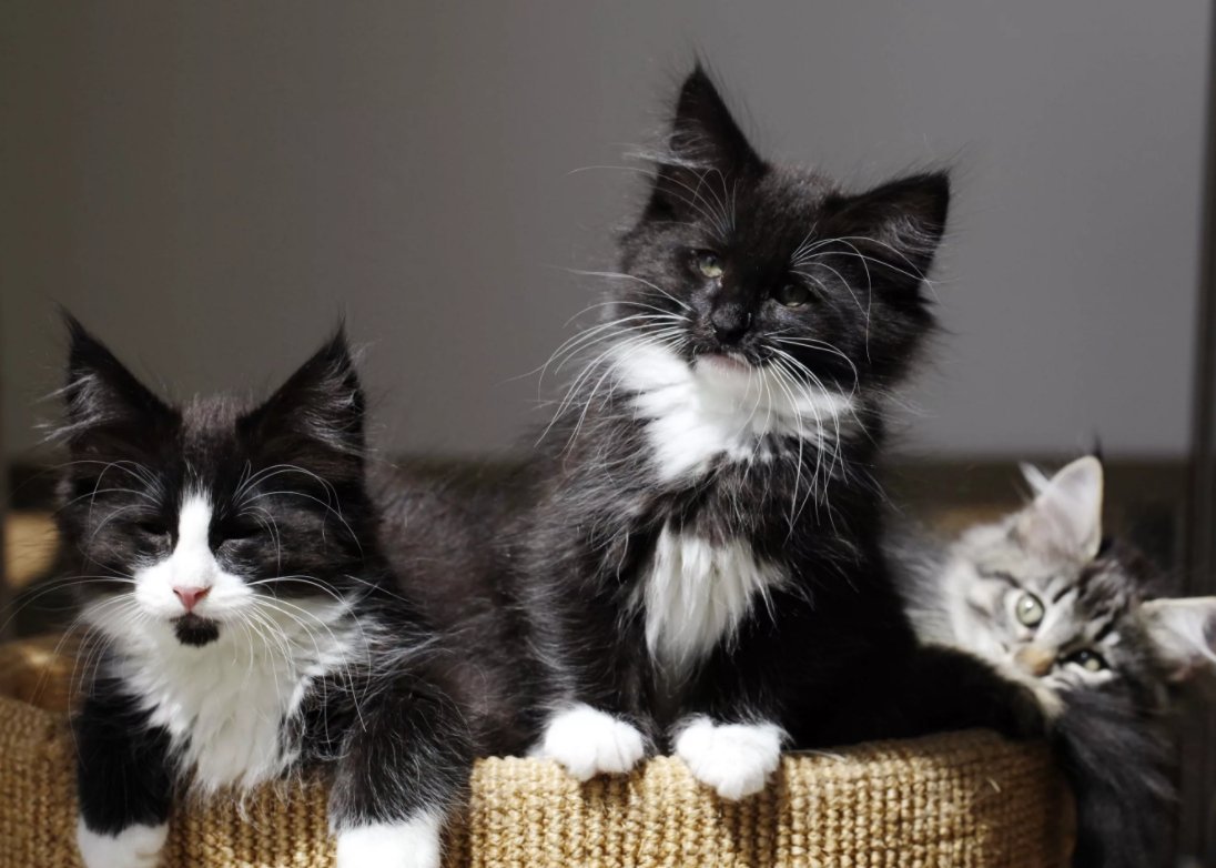 Норвежская Лесная кошка биколор