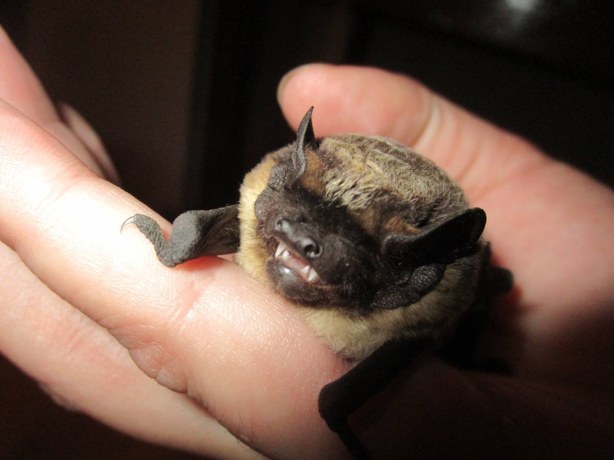 Домашние летучие мыши