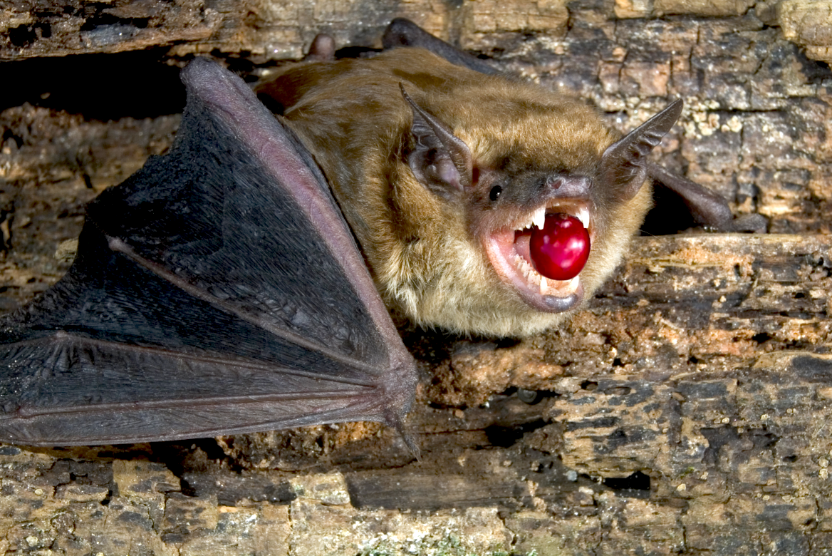 Калифорнийская Листоносая летучая мышь