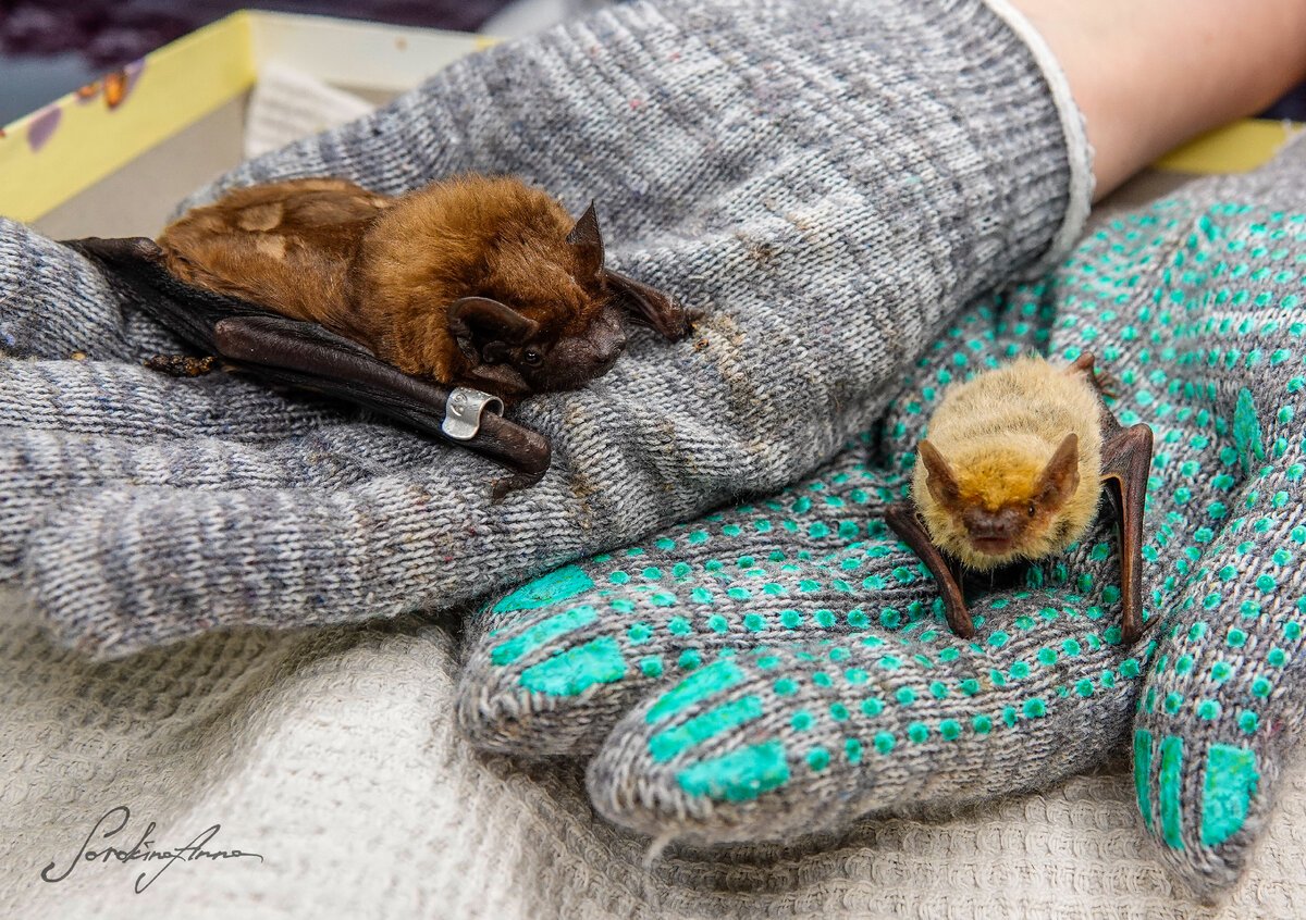 Летучая мышь в спячке зимой