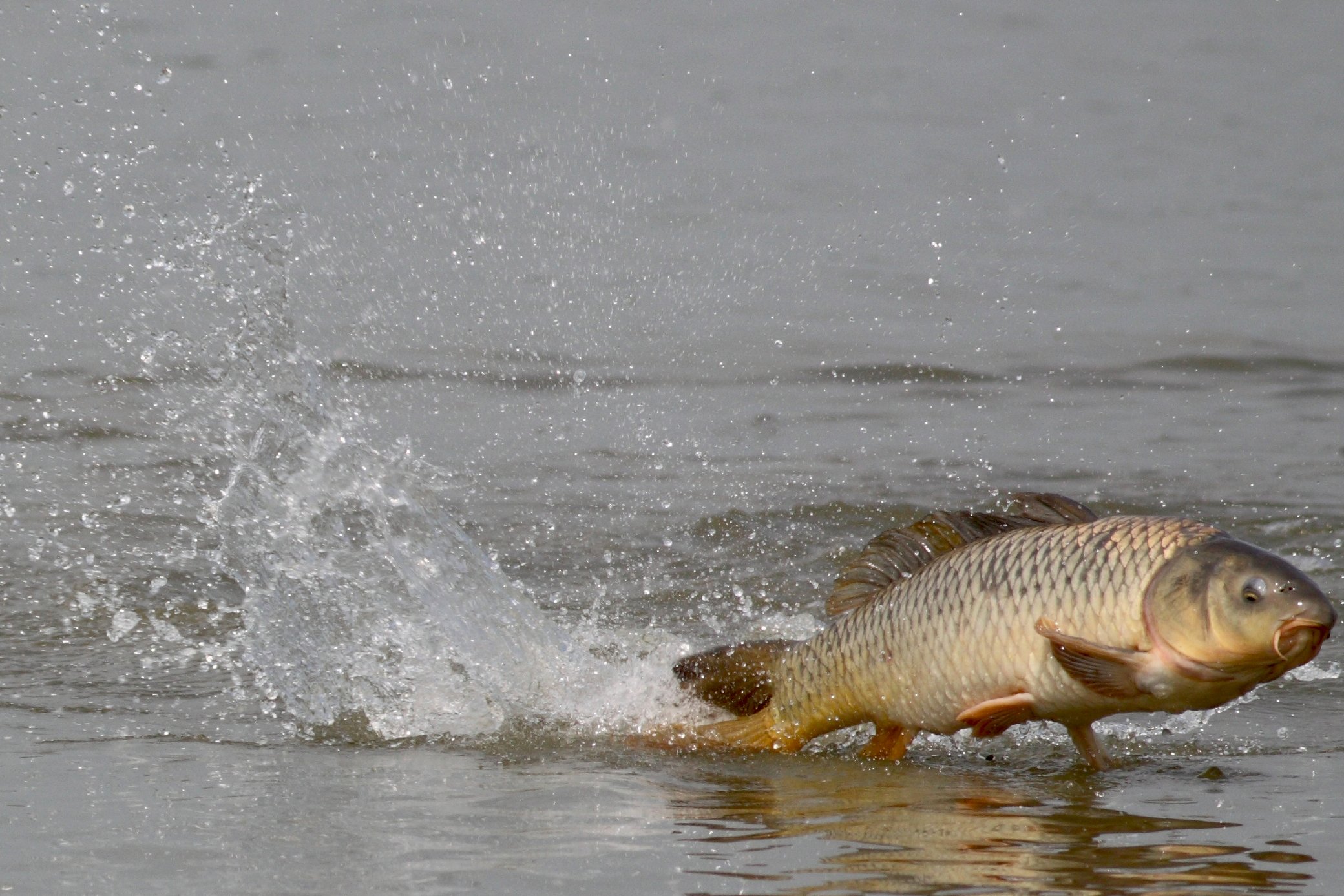 Нерест рыбы в озере. Карп (Cyprinus Carpio). Сазан ханка. Астраханская рыба сазан. Сазан ареал.