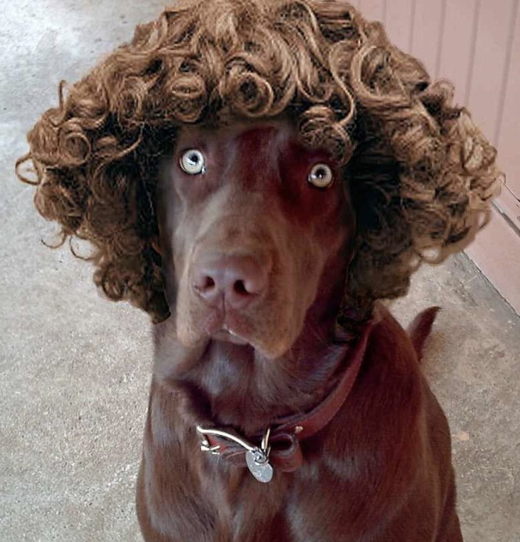 Бишон фризе мальтипу