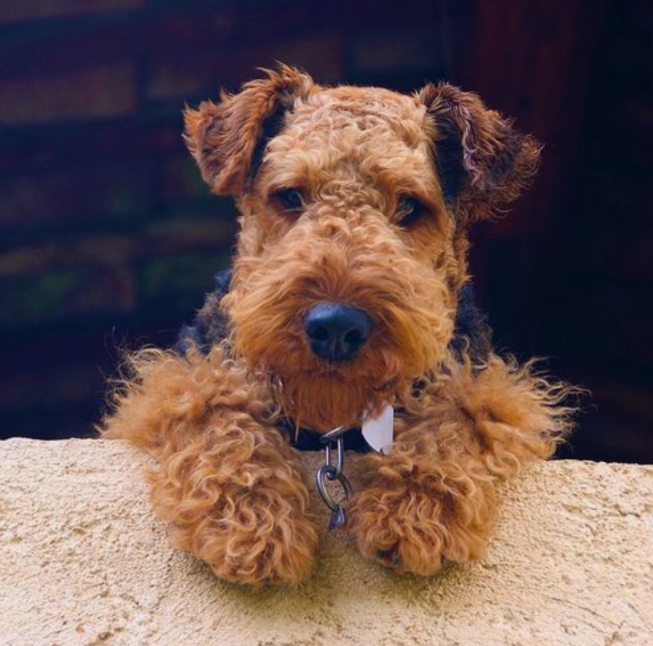 Собачка с кудрявой шерстью бежевая детская