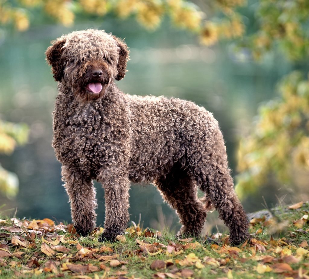 Poodle Kaniş