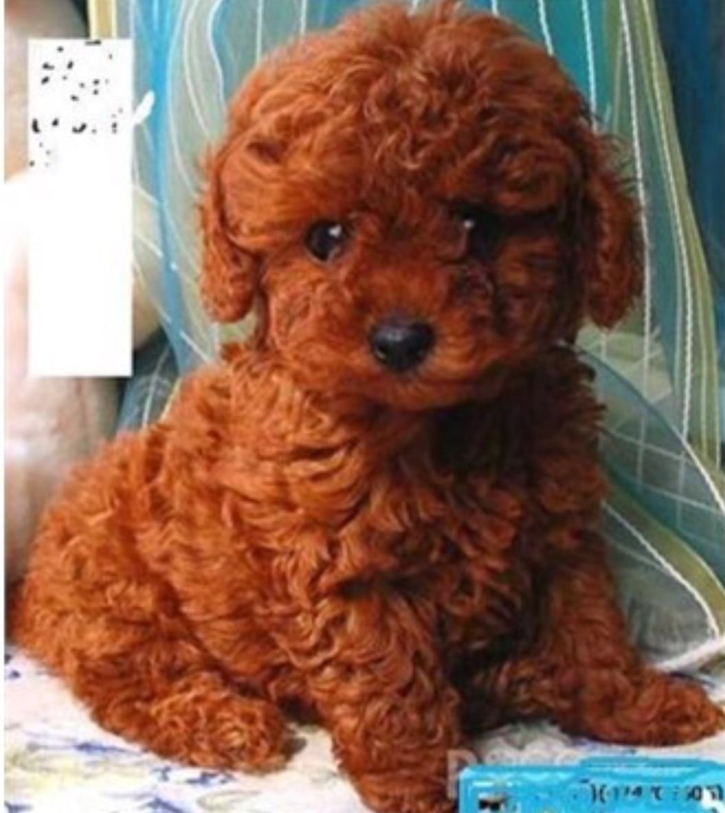 Той пудель красный мультипу